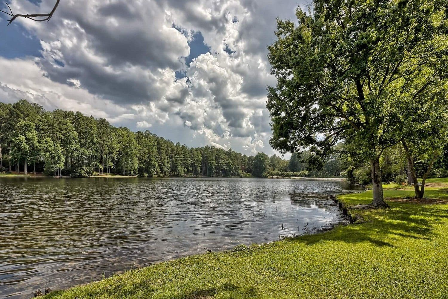Lake shoreline with a large tree in the foreground and puffy white clouds