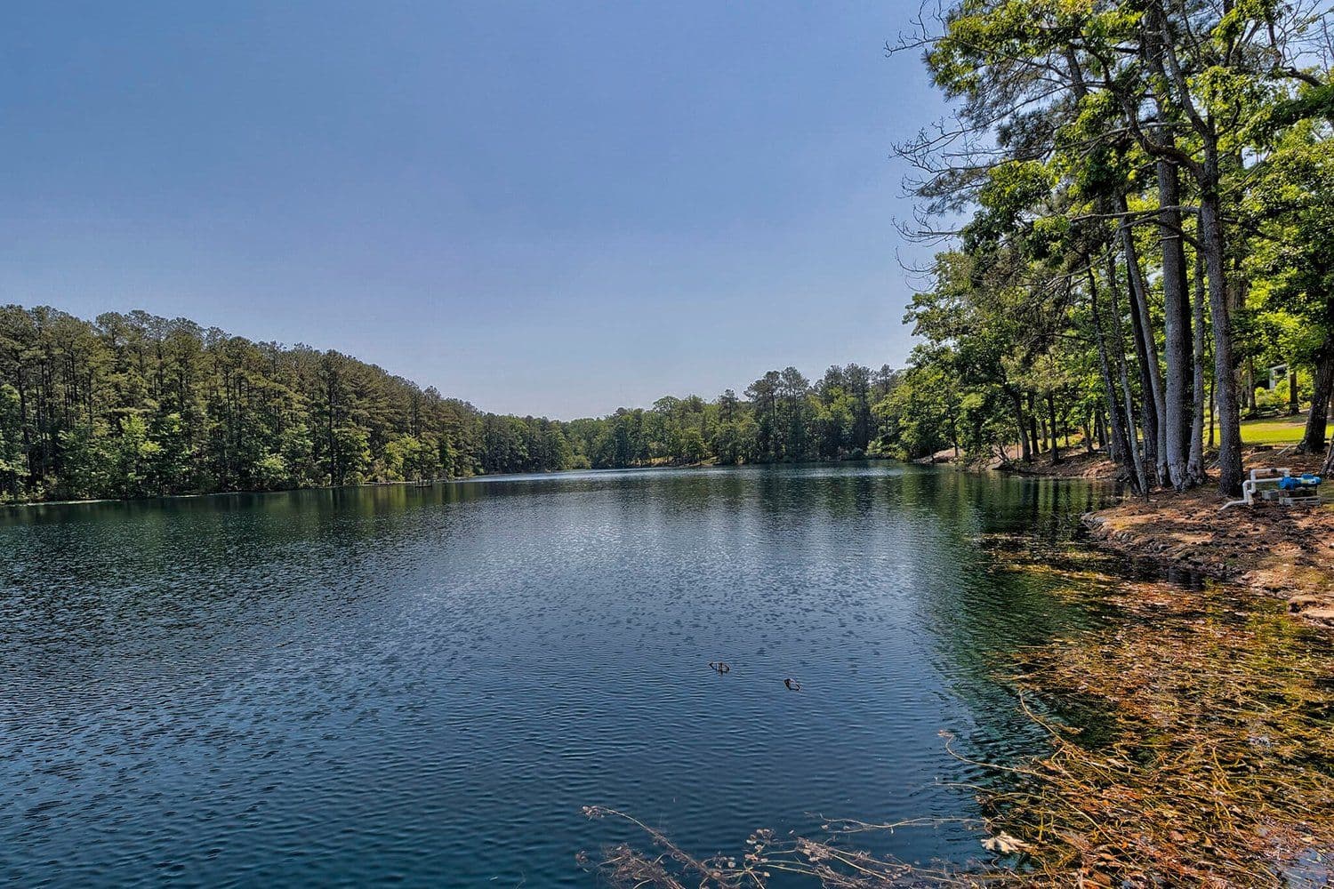 Wide calm lake lined with tall pines under a clear sky
