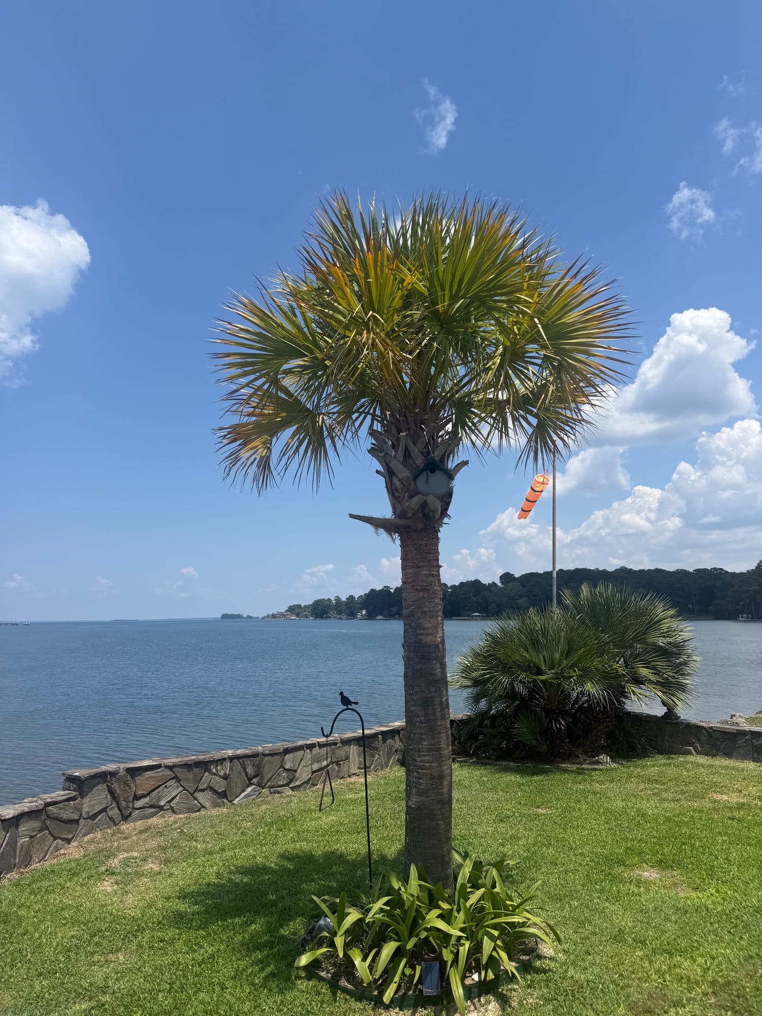 A palm tree on a lawn at the water